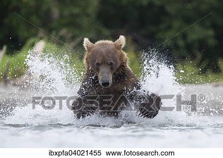 Braunbar (Ursus arctos), jagdt, Kamtschatka, Russland, Europa View Large Photo Image Stock Photography - Braunbar (Ursus arctos), jagdt, Kamtschatka, Russland, Europa. Fotosearch