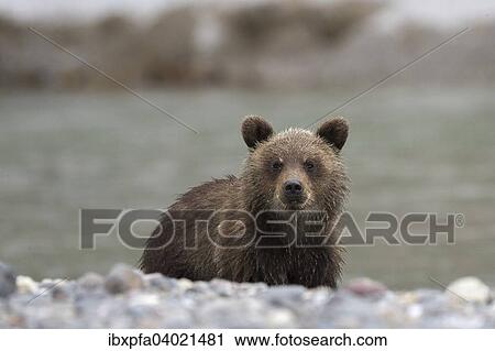 Braunbar (Ursus arctos), Jungtier, Kamtschatka, Russland, Europa View Large Photo Image Stock Image - Braunbar (Ursus arctos), Jungtier, Kamtschatka, Russland, Europa. Fotosearch