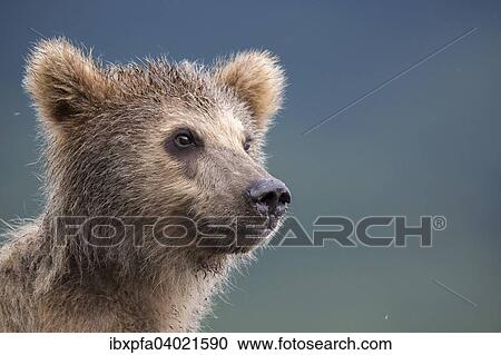Braunbar (Ursus arctos), Jungtier, Portrait, Kamtschatka, Russland, Europa View Large Photo Image Stock Image - Braunbar (Ursus arctos), Jungtier, Portrait, Kamtschatka, Russland, Europa. Fotosearch