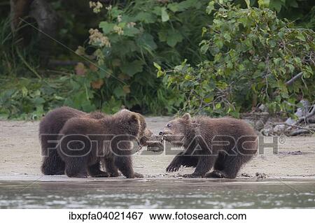 Braunbar (Ursus arctos), Jungtiere fressen, Kamtschatka, Russland, Europa View Large Photo Image Stock Photo - Braunbar (Ursus arctos), Jungtiere fressen, Kamtschatka, Russland, Europa. Fotosearch
