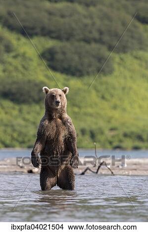 Braunbar (Ursus arctos), Kamtschatka, Russland, Europa View Large Photo Image Picture - Braunbar (Ursus arctos), Kamtschatka, Russland, Europa. Fotosearch