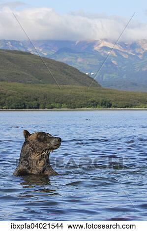 Braunbar (Ursus arctos), Kamtschatka, Russland, Europa View Large Photo Image Picture - Braunbar (Ursus arctos), Kamtschatka, Russland, Europa. Fotosearch