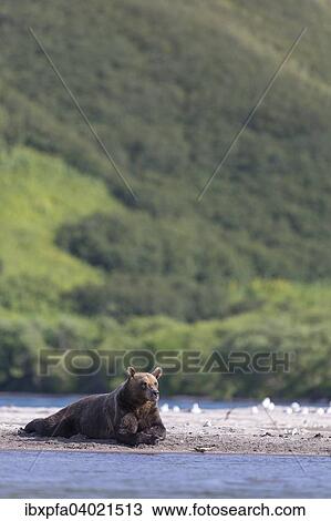 Braunbar (Ursus arctos), Kamtschatka, Russland, Europa View Large Photo Image Stock Image - Braunbar (Ursus arctos), Kamtschatka, Russland, Europa. Fotosearch