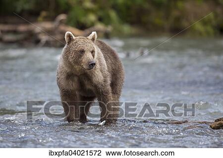 Braunbar (Ursus arctos), Kamtschatka, Russland, Europa View Large Photo Image Stock Image - Braunbar (Ursus arctos), Kamtschatka, Russland, Europa. Fotosearch