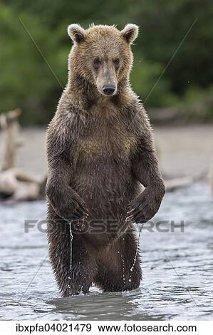 Braunbar (Ursus arctos), Kamtschatka, Russland, Europa View Large Photo Image Stock Photo - Braunbar (Ursus arctos), Kamtschatka, Russland, Europa. Fotosearch