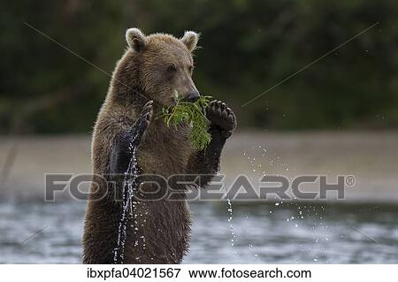 Braunbar (Ursus arctos), Kamtschatka, Russland, Europa View Large Photo Image Stock Photo - Braunbar (Ursus arctos), Kamtschatka, Russland, Europa. Fotosearch
