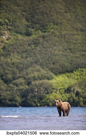 Braunbar (Ursus arctos), Kamtschatka, Russland, Europa View Large Photo Image Stock Photograph - Braunbar (Ursus arctos), Kamtschatka, Russland, Europa. Fotosearch