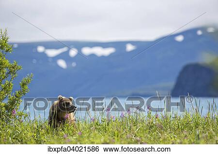 Braunbar (Ursus arctos), Kamtschatka, Russland, Europa View Large Photo Image Stock Photograph - Braunbar (Ursus arctos), Kamtschatka, Russland, Europa. Fotosearch