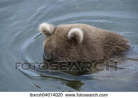 Braunbar (Ursus arctos), Kopf unter Wasser, tauchend, Brooks River, Katmai-Nationalpark, Alaska, USA, Nordamerika View Large Photo Image Stock Image - Braunbar (Ursus arctos), Kopf unter Wasser, tauchend, Brooks River, Katmai-Nationalpark, Alaska, USA, Nordamerika. Fotosearch