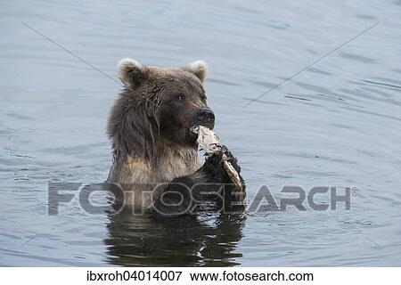 Braunbar (Ursus arctos) mit Fisch, im Wasser, Brooks River, Katmai-Nationalpark, Alaska, USA, Nordamerika View Large Photo Image Stock Photo - Braunbar (Ursus arctos) mit Fisch, im Wasser, Brooks River, Katmai-Nationalpark, Alaska, USA, Nordamerika. Fotosearch