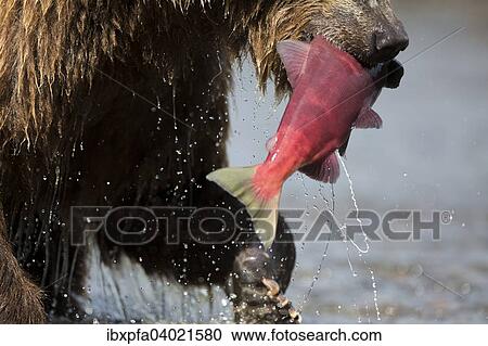 Braunbar (Ursus arctos), mit Rotlachs (Oncorhynchus nerka), Kamtschatka, Russland, Europa View Large Photo Image Stock Image - Braunbar (Ursus arctos), mit Rotlachs (Oncorhynchus nerka), Kamtschatka, Russland, Europa. Fotosearch