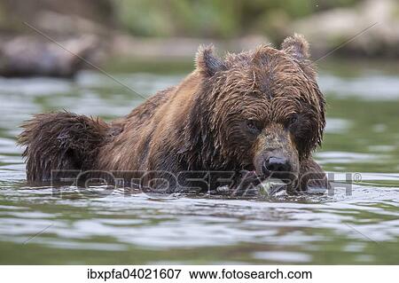 Braunbar (Ursus arctos), mit Rotlachs (Oncorhynchus nerka), Kamtschatka, Russland, Europa View Large Photo Image Stock Photo - Braunbar (Ursus arctos), mit Rotlachs (Oncorhynchus nerka), Kamtschatka, Russland, Europa. Fotosearch