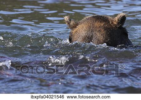 Braunbar (Ursus arctos), mit Rotlachsen (Oncorhynchus nerka), Kamtschatka, Russland, Europa View Large Photo Image Stock Photograph - Braunbar (Ursus arctos), mit Rotlachsen (Oncorhynchus nerka), Kamtschatka, Russland, Europa. Fotosearch