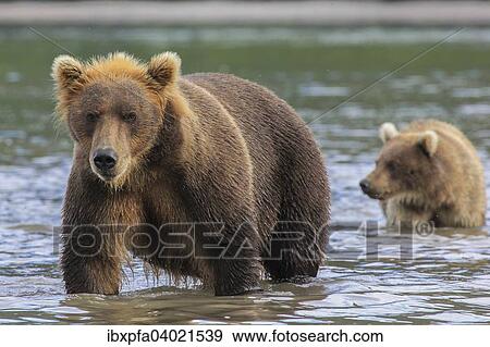 Stock Photo - Braunbar (Ursus arctos), Muttertier mit Jungtier Kamtschatka, Russland, Europa. Fotosearch