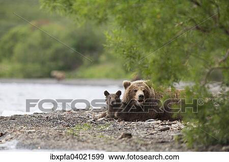 Braunbar (Ursus arctos), Muttertier mit Jungtier, Kamtschatka, Russland, Europa View Large Photo Image Stock Photo - Braunbar (Ursus arctos), Muttertier mit Jungtier, Kamtschatka, Russland, Europa. Fotosearch