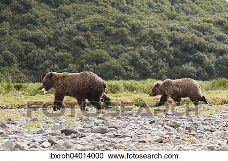 Braunbar (Ursus arctos), Muttertier und Jungtier, Katmai-Nationalpark, Alaska, USA, Nordamerika View Large Photo Image Stock Image - Braunbar (Ursus arctos), Muttertier und Jungtier, Katmai-Nationalpark, Alaska, USA, Nordamerika. Fotosearch