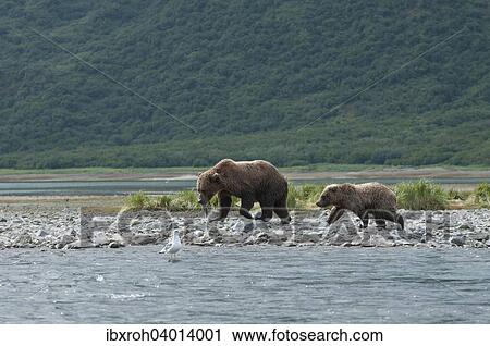 Braunbar (Ursus arctos), Muttertier und Jungtier, mit Fisch, Katmai-Nationalpark, Alaska, USA, Nordamerika View Large Photo Image Stock Image - Braunbar (Ursus arctos), Muttertier und Jungtier, mit Fisch, Katmai-Nationalpark, Alaska, USA, Nordamerika. Fotosearch