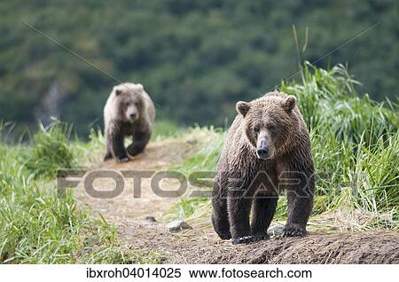Braunbar (Ursus arctos), Muttertier und Jungtier, Katmai-Nationalpark, Alaska, USA, Nordamerika View Large Photo Image Stock Photography - Braunbar (Ursus arctos), Muttertier und Jungtier, Katmai-Nationalpark, Alaska, USA, Nordamerika. Fotosearch