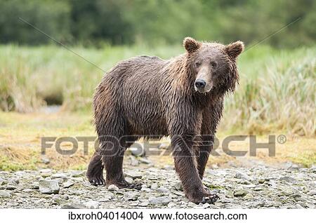 Picture - Braunbar (Ursus arctos), Katmai-Nationalpark, Alaska, USA, Nordamerika. Fotosearch