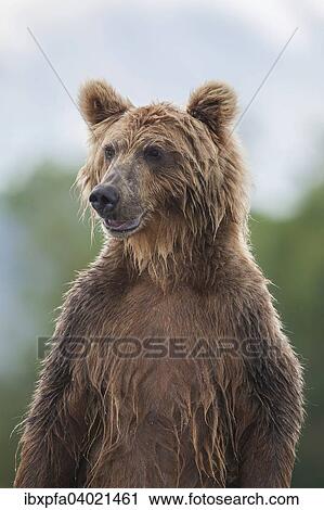 Braunbar (Ursus arctos), Portrait, Kamtschatka, Russland, Europa View Large Photo Image Stock Image - Braunbar (Ursus arctos), Portrait, Kamtschatka, Russland, Europa. Fotosearch