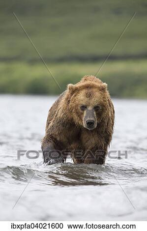 Braunbar (Ursus arctos), Portrait, Kamtschatka, Russland, Europa View Large Photo Image Stock Image - Braunbar (Ursus arctos), Portrait, Kamtschatka, Russland, Europa. Fotosearch