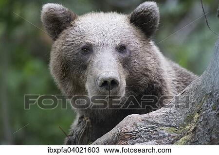 Braunbar (Ursus arctos), Portrait, Kamtschatka, Russland, Europa View Large Photo Image Stock Image - Braunbar (Ursus arctos), Portrait, Kamtschatka, Russland, Europa. Fotosearch