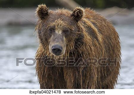 Braunbar (Ursus arctos), Portrait, Kamtschatka, Russland, Europa View Large Photo Image Stock Photo - Braunbar (Ursus arctos), Portrait, Kamtschatka, Russland, Europa. Fotosearch