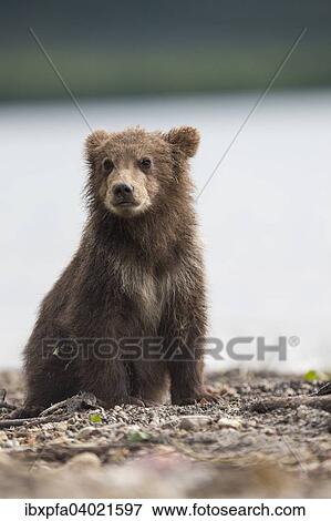 Stock Photo - Braunbar (Ursus arctos), Portrait, Kamtschatka, Russland, Europa. Fotosearch