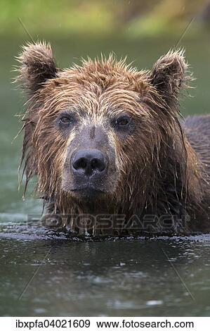 Braunbar (Ursus arctos), Portrait, Kamtschatka, Russland, Europa View Large Photo Image Stock Photo - Braunbar (Ursus arctos), Portrait, Kamtschatka, Russland, Europa. Fotosearch