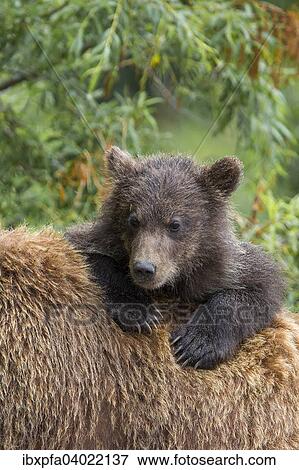 Braunbar (Ursus arctos), Portrait, Kamtschatka, Russland, Europa View Large Photo Image Stock Photo - Braunbar (Ursus arctos), Portrait, Kamtschatka, Russland, Europa. Fotosearch