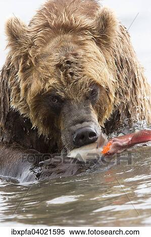 Braunbar (Ursus arctos), Portrait, Kamtschatka, Russland, Europa View Large Photo Image Stock Photography - Braunbar (Ursus arctos), Portrait, Kamtschatka, Russland, Europa. Fotosearch