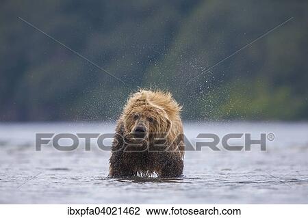 Braunbar (Ursus arctos), schuttelt sich, Kamtschatka, Russland, Europa View Large Photo Image Stock Image - Braunbar (Ursus arctos), schuttelt sich, Kamtschatka, Russland, Europa. Fotosearch
