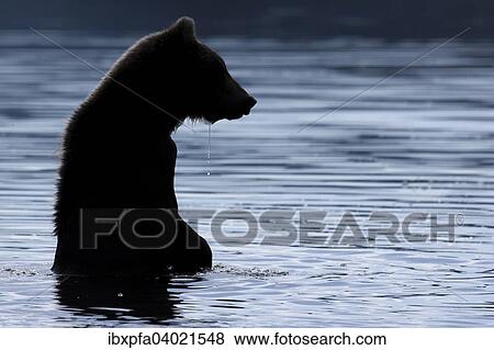 Braunbar (Ursus arctos), Silhouette, Kamtschatka, Russland, Europa View Large Photo Image Stock Photo - Braunbar (Ursus arctos), Silhouette, Kamtschatka, Russland, Europa. Fotosearch