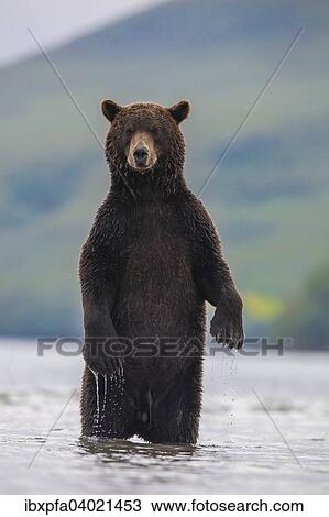 Braunbar (Ursus arctos), steht, Kamtschatka, Russland, Europa View Large Photo Image Stock Image - Braunbar (Ursus arctos), steht, Kamtschatka, Russland, Europa. Fotosearch
