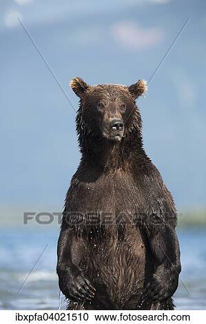 Stock Image - Braunbar (Ursus arctos), steht aufrecht, Kamtschatka, Russland, Europa. Fotosearch