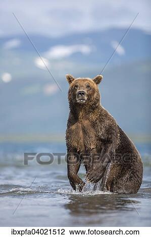 Braunbar (Ursus arctos), steht aufrecht, Kamtschatka, Russland, Europa View Large Photo Image Stock Image - Braunbar (Ursus arctos), steht aufrecht, Kamtschatka, Russland, Europa. Fotosearch