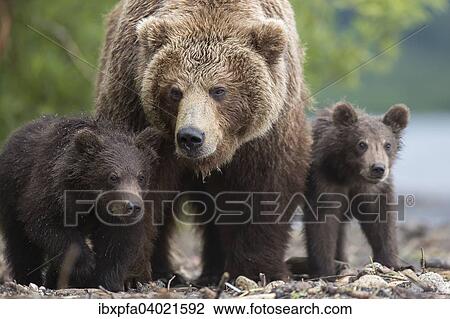 Braunbar (Ursus arctos), Braunbarfamilie, Kamtschatka, Russland, Europa View Large Photo Image Stock Image - Braunbar (Ursus arctos), Braunbarfamilie, Kamtschatka, Russland, Europa. Fotosearch