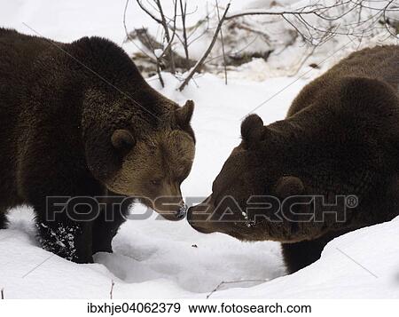 Braunbaren (Ursus arctos) im Schnee, captive, Nationalpark Bayrischer Wald, Grafenau, Bayern, Deutschland, Europa View Large Photo Image Stock Photo - Braunbaren (Ursus arctos) im Schnee, captive, Nationalpark Bayrischer Wald, Grafenau, Bayern, Deutschland, Europa. Fotosearch