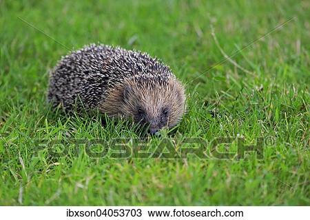 Braunbrustigel (Erinaceus europaeus), adult, Surrey, England, Grossbritannien, Europa View Large Photo Image Stock Image - Braunbrustigel (Erinaceus europaeus), adult, Surrey, England, Grossbritannien, Europa. Fotosearch