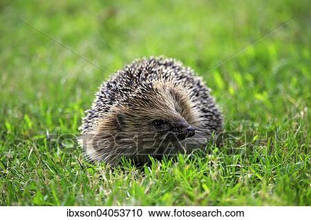 Braunbrustigel (Erinaceus europaeus), adult, Surrey, England, Grossbritannien, Europa View Large Photo Image Stock Image - Braunbrustigel (Erinaceus europaeus), adult, Surrey, England, Grossbritannien, Europa. Fotosearch