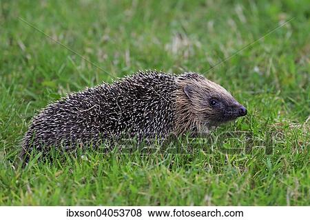 Braunbrustigel (Erinaceus europaeus), adult, Surrey, England, Grossbritannien, Europa View Large Photo Image Stock Photo - Braunbrustigel (Erinaceus europaeus), adult, Surrey, England, Grossbritannien, Europa. Fotosearch