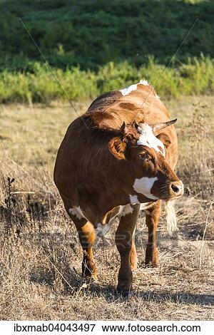 Stock Photo - Braune Kuh (Bos primigenius taurus) im Abendlicht, Corse-du-Sud, Korsika, Frankreich, Europa. Fotosearch