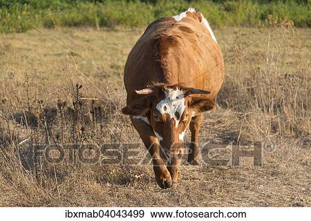 Stock Photo - Braune Kuh (Bos primigenius taurus) im Abendlicht, Corse-du-Sud, Korsika, Frankreich, Europa. Fotosearch