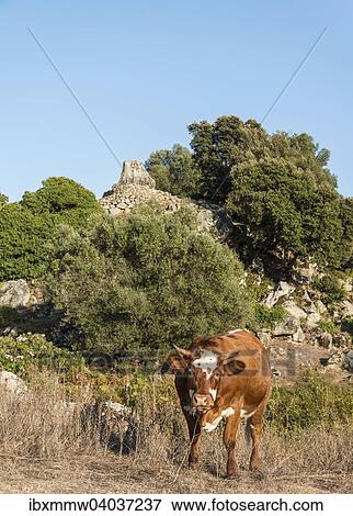 Stock Photo - Braune Kuh grast vor archaologischer Fundstatte der Jungsteinzeit, Filitosa, Korsika, Frankreich, Europa. Fotosearch