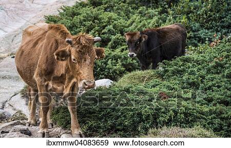Stock Photo - Braune Kuh mit Kalb im Gebusch, Korsika, Frankreich, Europa. Fotosearch