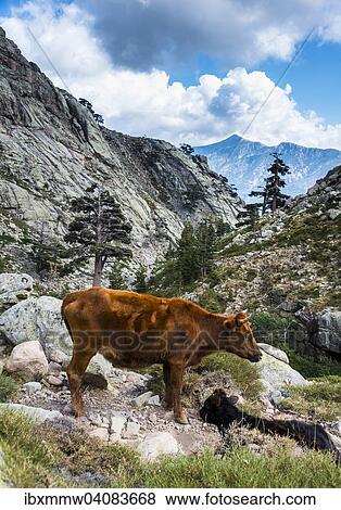 Braune Kuh mit Kalb steht an einem Hang im Gebirge, Korsika, Frankreich, Europa View Large Photo Image Stock Photo - Braune Kuh mit Kalb steht an einem Hang im Gebirge, Korsika, Frankreich, Europa. Fotosearch
