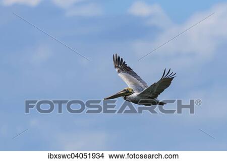 Picture - Brauner Pelikan (Pelecanus occidentalis) im Flug, Golfo Dulce, Provinz Puntarenas, Costa Rica, Nordamerika. Fotosearch