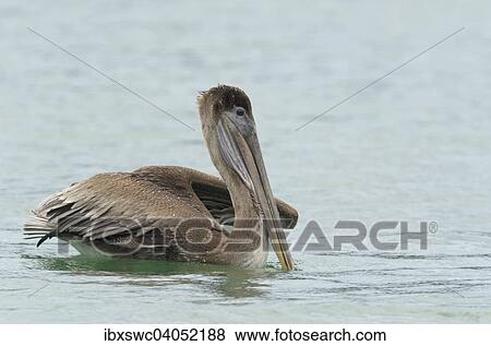 Stock Photo - Brauner Pelikan (Pelecanus occidentalis), Golfo Dulce, Provinz Puntarenas, Costa Rica, Nordamerika. Fotosearch