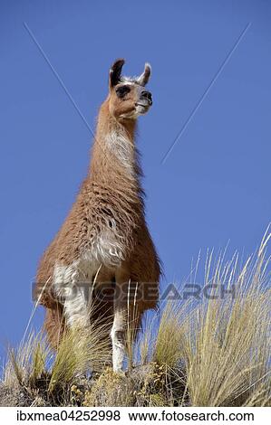 Braunes Lama (Lama glama) halt Ausschau vor blauen Himmel, Altiplano, Bolivien, Sudamerika View Large Photo Image Stock Photo - Braunes Lama (Lama glama) halt Ausschau vor blauen Himmel, Altiplano, Bolivien, Sudamerika. Fotosearch