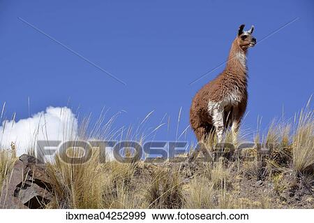 Stock Photo - Braunes Lama (Lama glama) halt Ausschau vor blauen Himmel, Altiplano, Bolivien, Sudamerika. Fotosearch